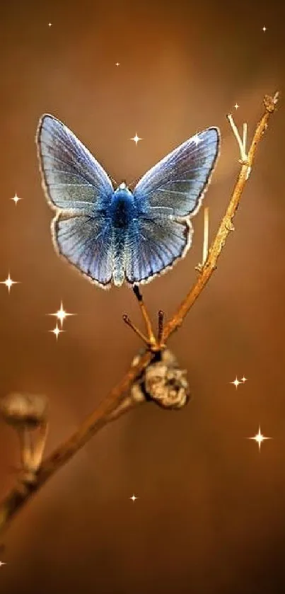 Blue butterfly perched on a twig against a brown background.