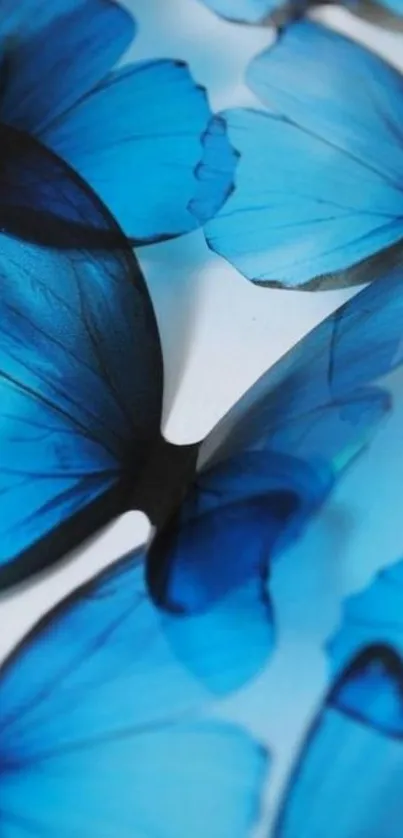 Vibrant blue butterfly wings create a stunning mobile wallpaper effect.