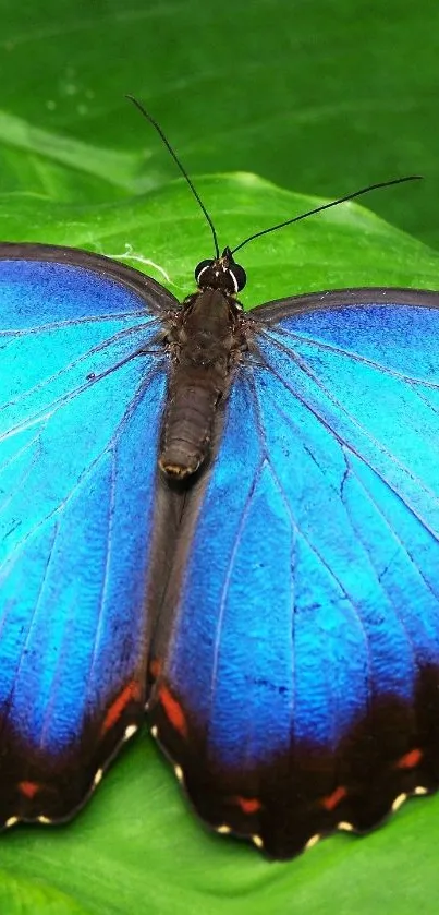 A vibrant blue butterfly resting on green leaves, perfect for a nature-themed mobile wallpaper.