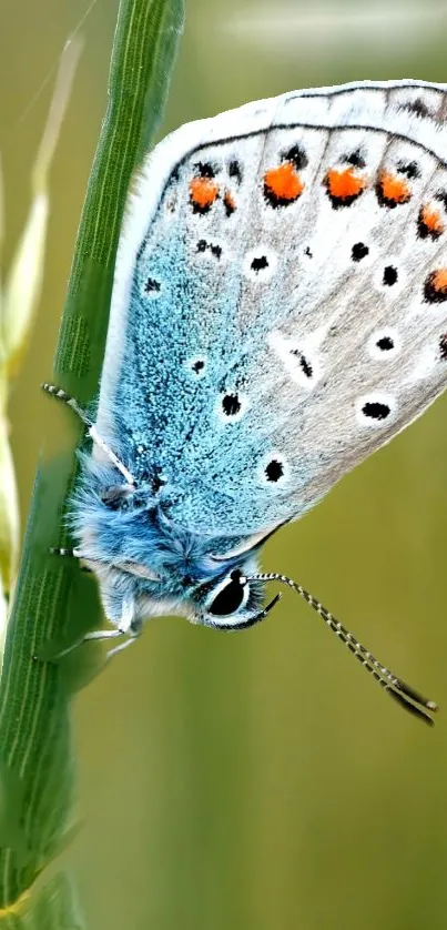 Blue butterfly perched on a green stem, showcasing vibrant colors.