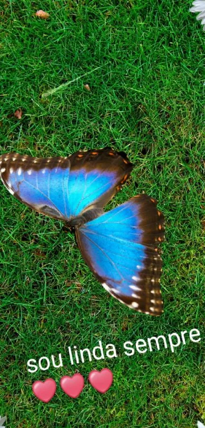 Blue butterfly on grass with daisies.