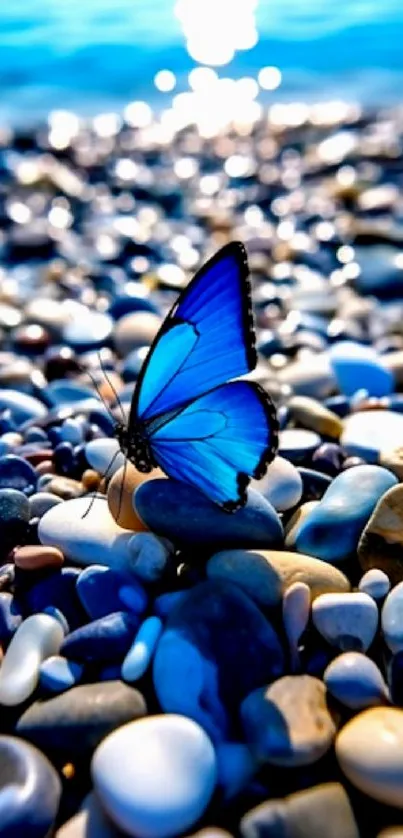 Blue butterfly resting on beach pebbles with vibrant blue hues.