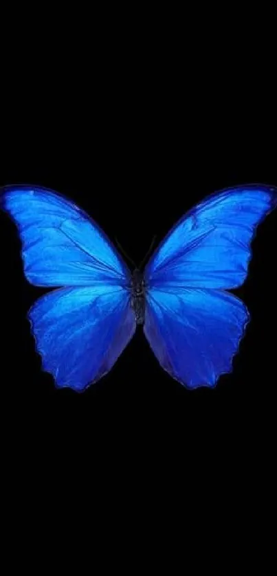 Blue butterfly on a black background, perfect for mobile wallpaper.