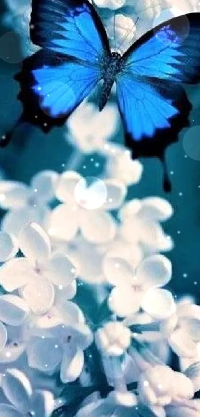 Blue butterfly resting on white blossoms.