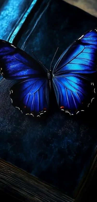 Blue butterfly resting on a vintage book.