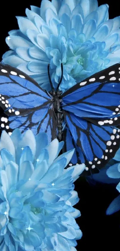 Blue butterfly resting on blue chrysanthemums with black background.