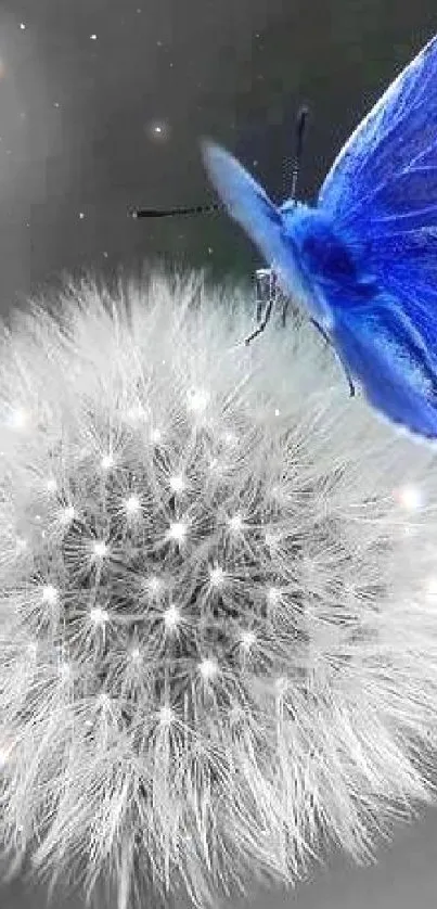 Blue butterfly resting on a grey dandelion against a blurred background.