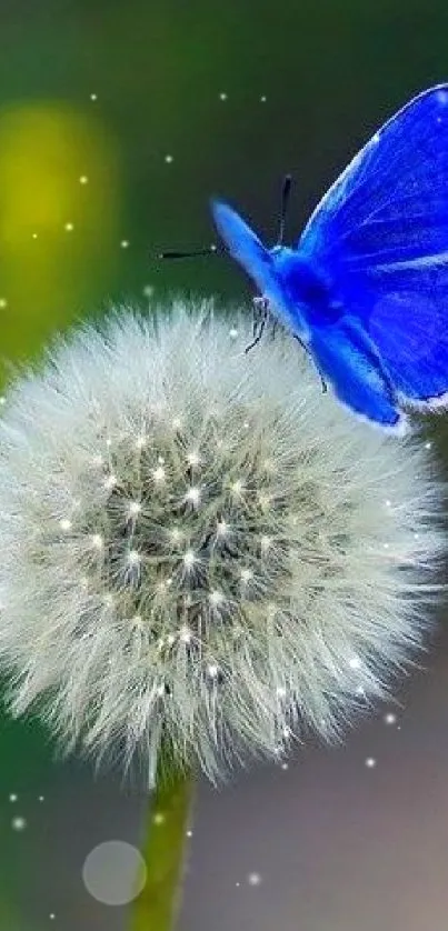 A blue butterfly rests on a fluffy dandelion in this nature wallpaper.