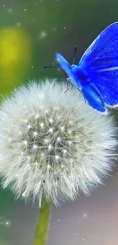 Blue butterfly perched on a dandelion flower.