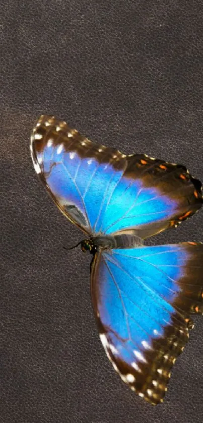 Blue butterfly on dark textured background mobile wallpaper.