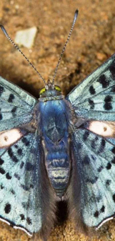 Close-up of a blue butterfly with detailed wing patterns on a sandy background.