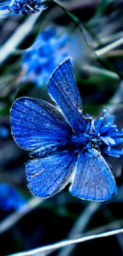 Close-up of a blue butterfly on flowers, surrounded by natural textures.