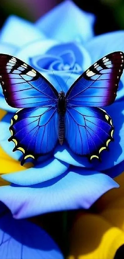 Blue butterfly resting on vibrant blue and yellow flowers.