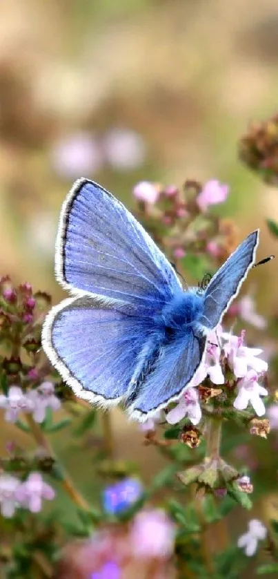 Blue butterfly on pink flowers, nature wallpaper.