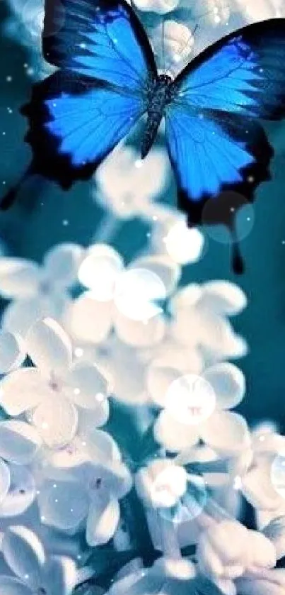 Blue butterfly resting on white flowers.