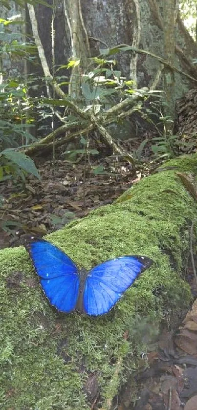 Blue butterfly on lush forest log with green moss.