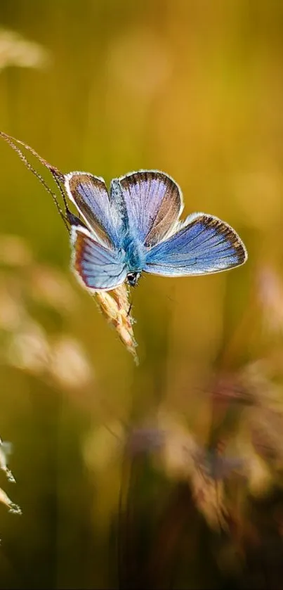 A vibrant blue butterfly perched gracefully on a golden field.