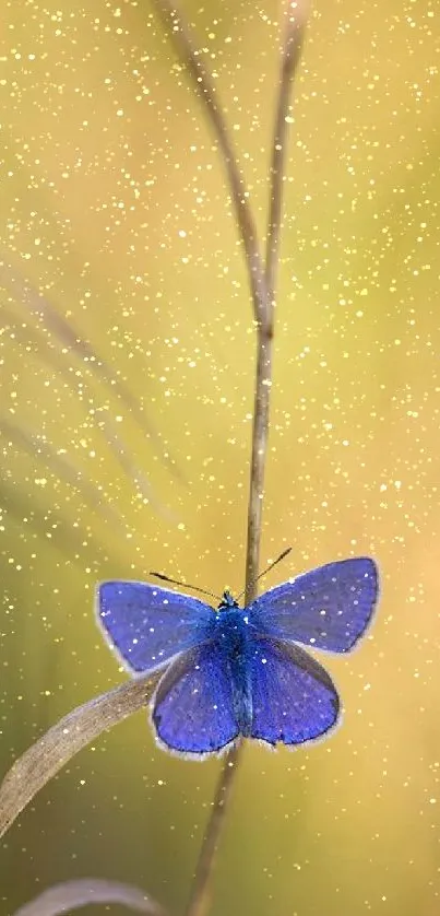 Blue butterfly perched on tall grass against a beige background.