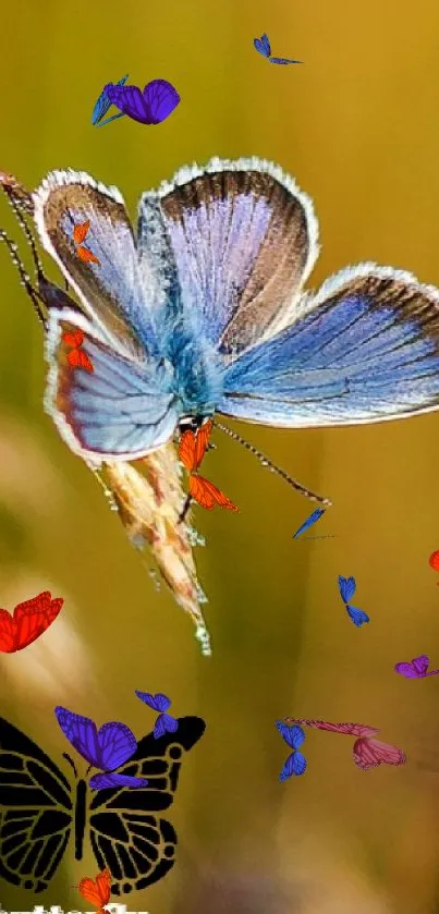 Blue butterfly perched on grass in a sunlit field, creating a serene mobile wallpaper.