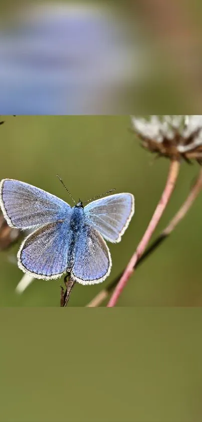 A vibrant blue butterfly resting on grass.