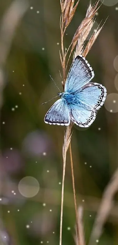 Delicate blue butterfly perched on tall grass blade in serene natural setting.