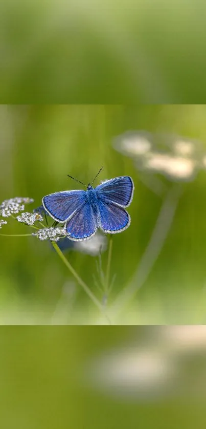 Beautiful blue butterfly on green blurred background with white wildflowers.