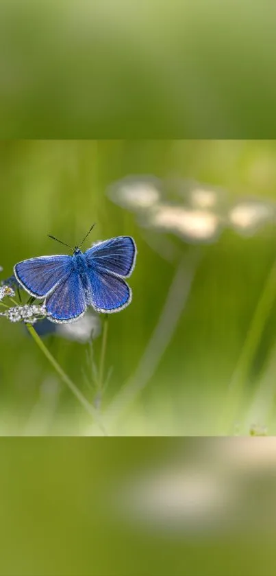 Blue butterfly resting on a lush green field background.