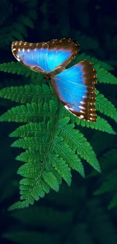 Blue butterfly on a green fern leaf wallpaper.