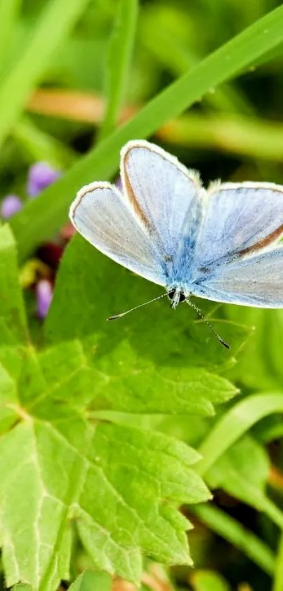 Blue butterfly resting on green leaves in nature.