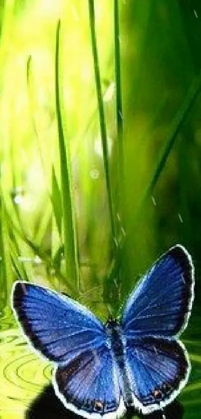 Blue butterfly on green leaves with water reflection.