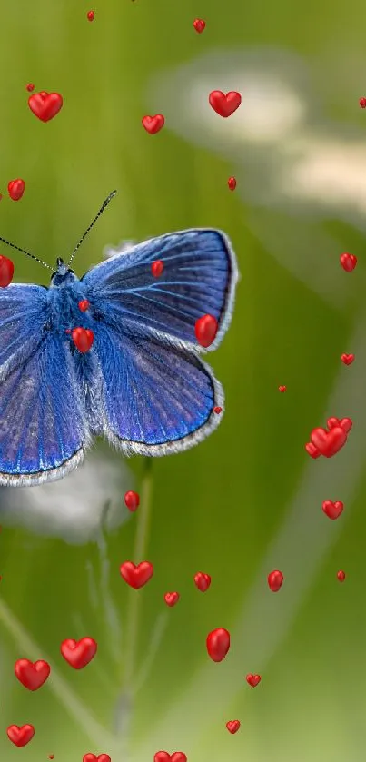 Blue butterfly sits on white flowers in a lush green meadow.