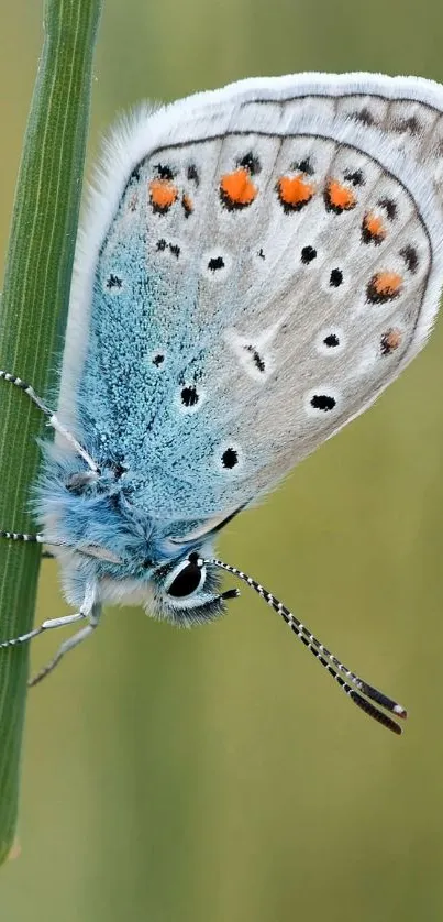 Close-up of blue butterfly with orange spots on green stem.