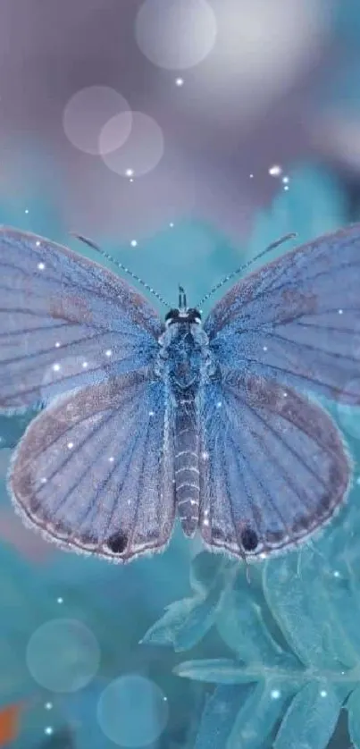 Blue butterfly resting on a green leaf.