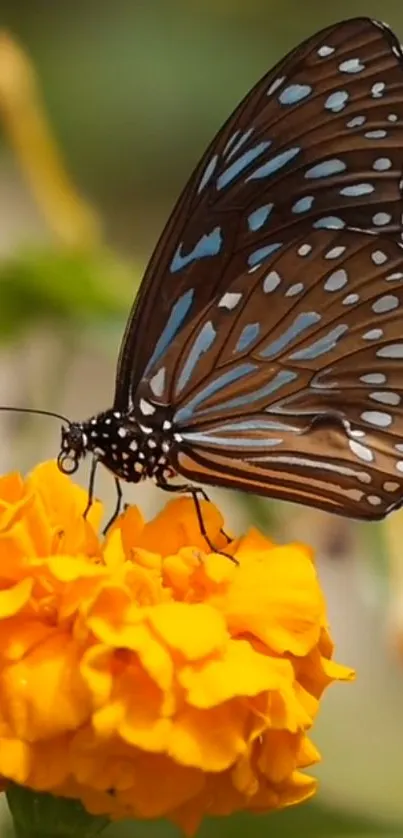 Blue butterfly on a vibrant orange marigold flower.