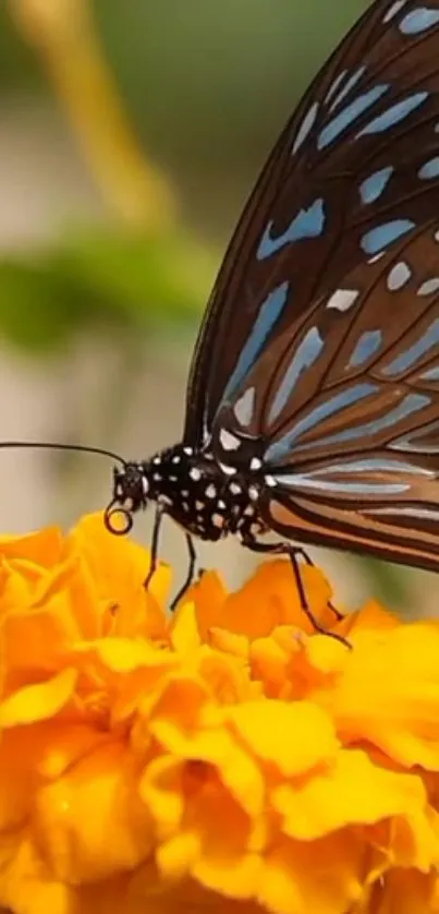 Blue butterfly perched on orange marigold in the garden.