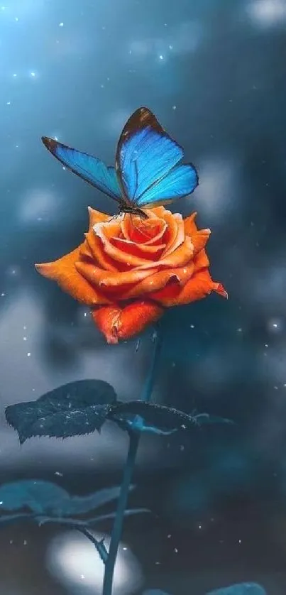 A blue butterfly rests on an orange rose.