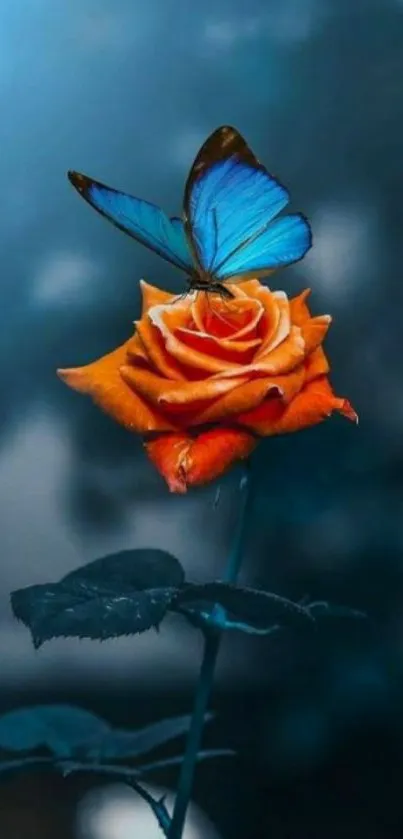 A blue butterfly on an orange rose with a blurred serenity background.