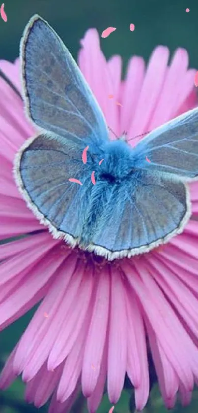 A blue butterfly resting on a pink flower, highlighting its delicate wings.