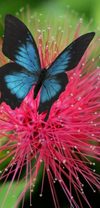 Blue butterfly on a bright pink flower with green leaves.