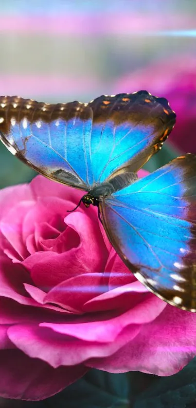 Blue butterfly perched on a vibrant pink rose.