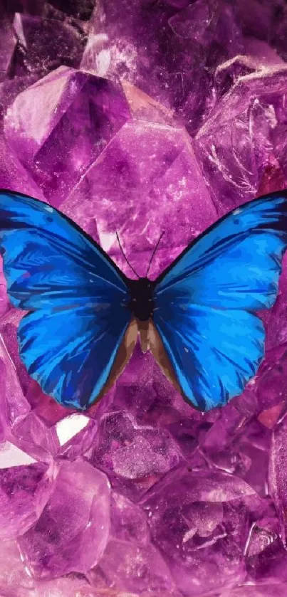 Blue butterfly resting on vivid purple crystals.