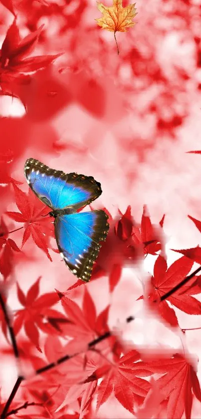 Vibrant blue butterfly resting on red autumn leaves.