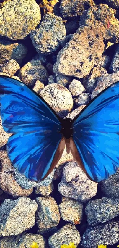 Blue butterfly on rocks with colorful flower border.