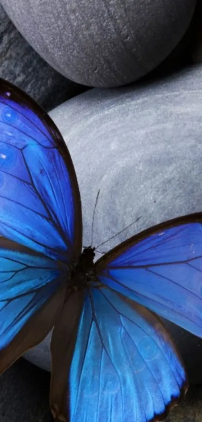 Vibrant blue butterfly on smooth gray stones, perfect for mobile wallpaper.