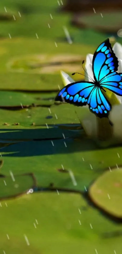 Vibrant blue butterfly on a water lily with raindrops and a green background.