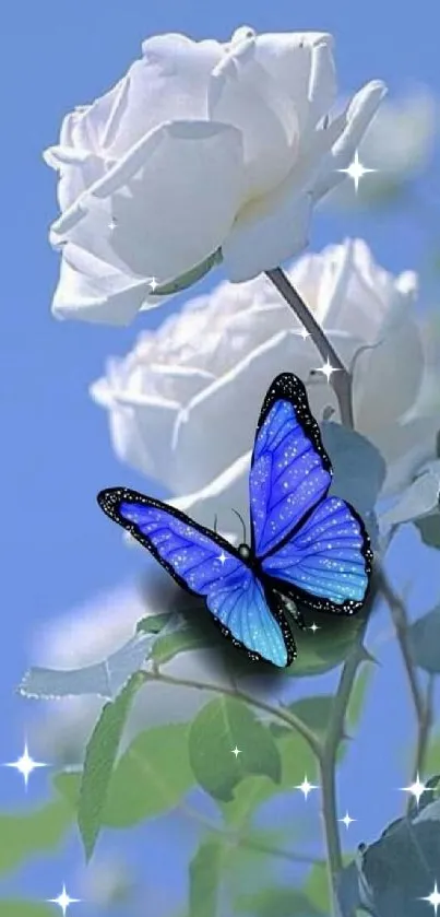 Blue butterfly perched on a white rose against a sky blue background.