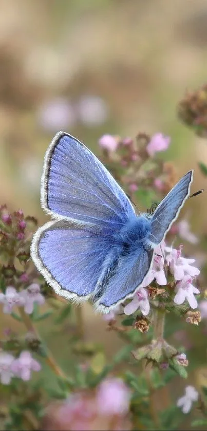 Blue butterfly resting on pink wildflowers, nature-themed wallpaper.