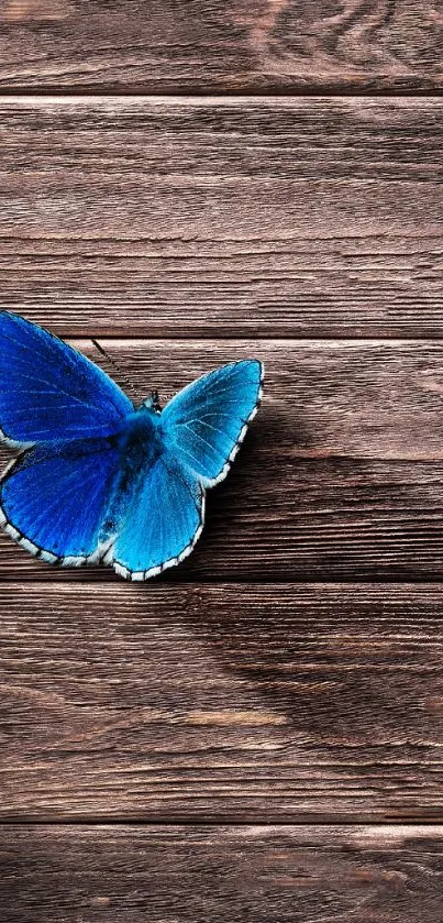 Blue butterfly resting on rustic wooden surface wallpaper.