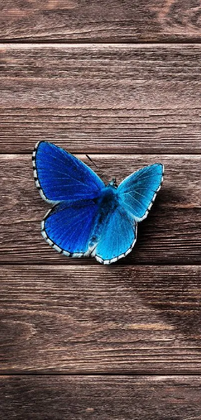 Blue butterfly on rustic wooden background.