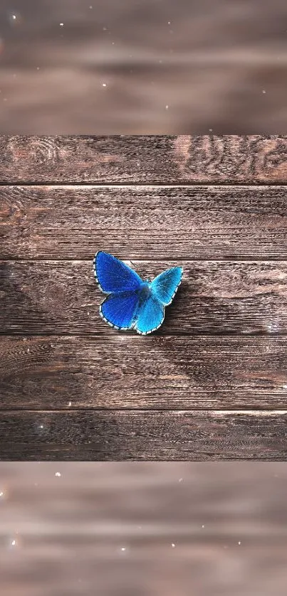 Blue butterfly resting on rustic wooden planks with a serene atmosphere.